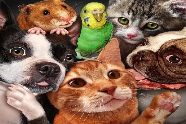 Senado Federal aprova criação de cadastro nacional de animais de estimação
