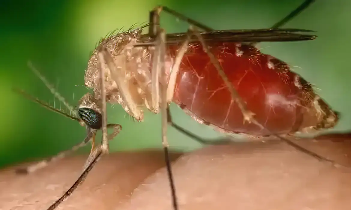 Brasil registra quase 3 mil casos de febre do Oropouche nas primeiras semanas de 2025