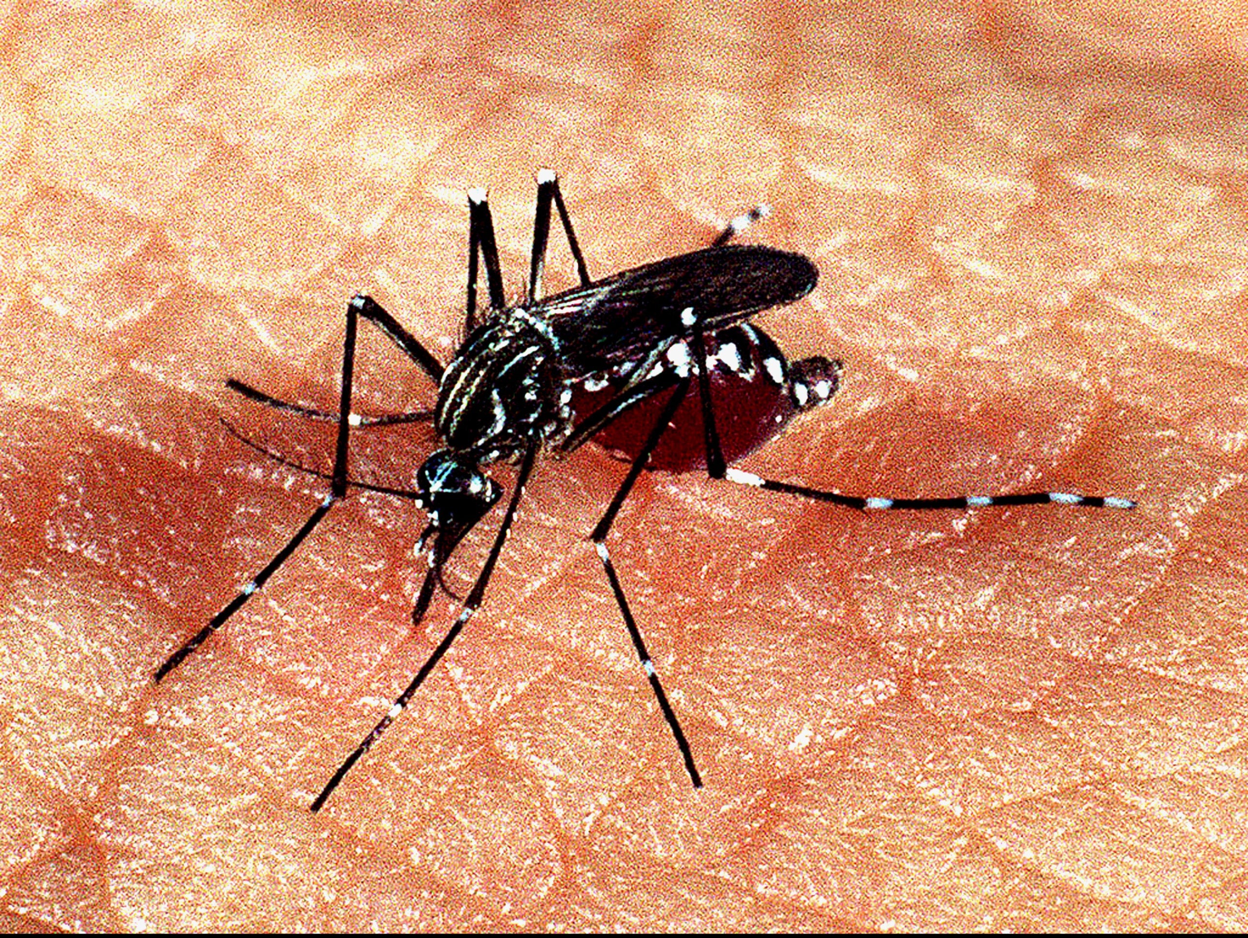 Governo anuncia vacina 100% nacional contra a dengue no SUS em 2026