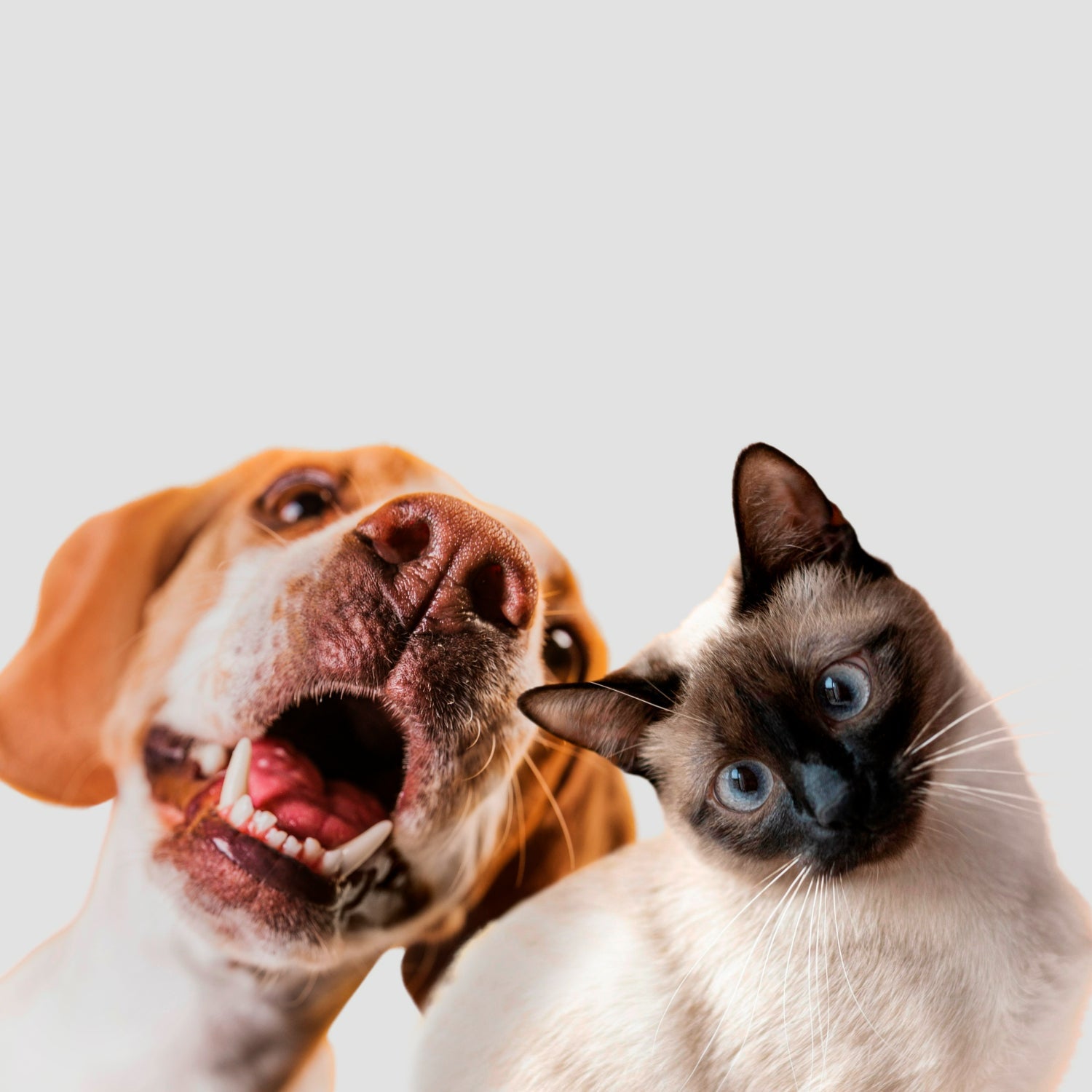 Pets no coração e no bolso: 82% dos brasileiros dizem que benefícios emocionais valem cada centavo, aponta Serasa