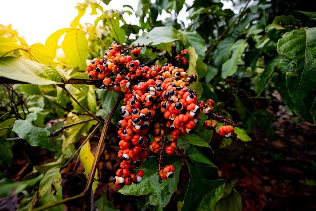 Dieta da Amazônia: frutas regionais são aliadas da saúde e rivalizam com a dieta do Mediterrâneo